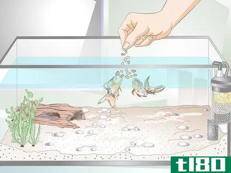 Image titled Lower Ammonia Levels in a Fish Tank if They Are Not Very High Step 3