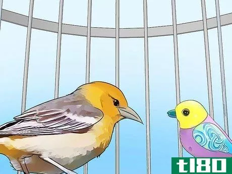Image titled Look After Pet Birds Step 6