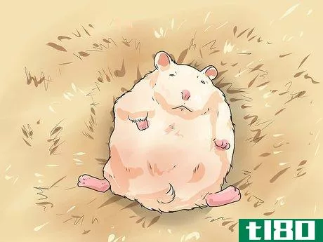 Image titled Make Dwarf Hamsters Stop Biting the Cage Step 3
