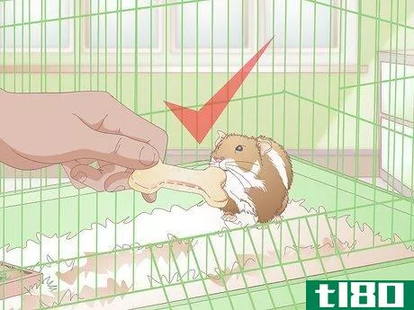 Image titled Make Hamster Chew Sticks Step 14
