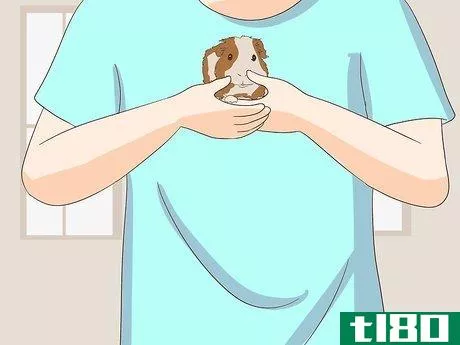 Image titled Make Sure Your Guinea Pig Is Happy Step 14