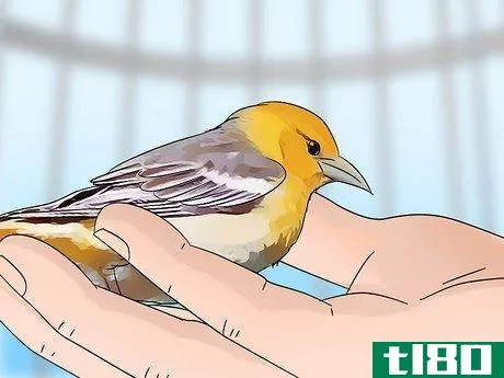 Image titled Look After Pet Birds Step 7