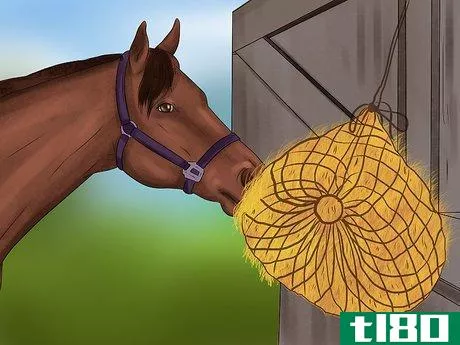Image titled Maintain Healthy Weight for a Horse Step 5