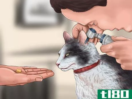 Image titled Make Vet Visits Less Stressful for Your Cat Step 11