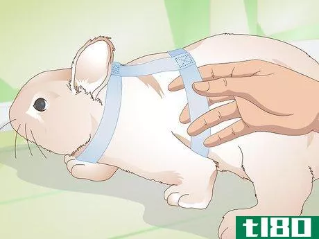 Image titled Make Your Rabbit a Leash Step 2