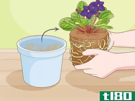 Image titled Make African Violet Soil Mix Step 11