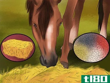 Image titled Maintain Healthy Weight for a Horse Step 8