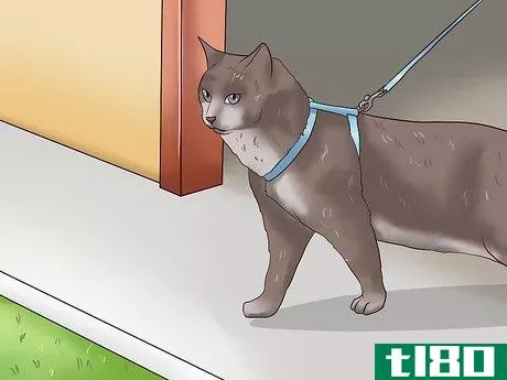 Image titled Leash Train a Cat Step 7
