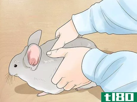 Image titled Let a Chinchilla out of its Cage Step 8