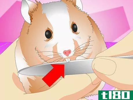 Image titled Make Your Hamster Live Longer Step 8