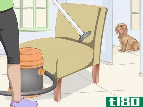 Image titled Vacuum Your Dog Step 2