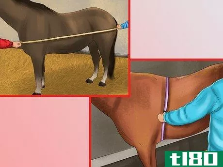 Image titled Maintain Healthy Weight for a Horse Step 2