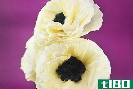 Image titled Make Tissue Paper Poppies Intro