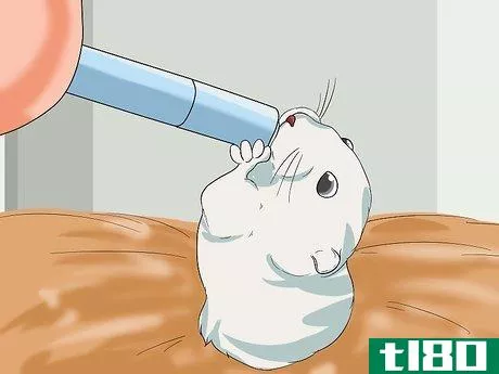 Image titled Make Baby Hamster Food Step 7