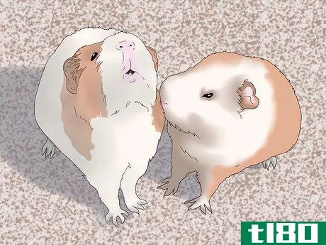 Image titled Make Sure Your Guinea Pig Is Happy Step 12