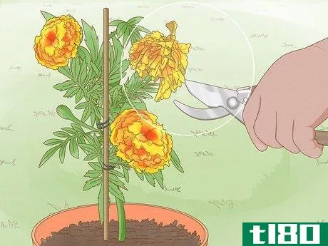 Image titled Make Marigolds Flower Step 9