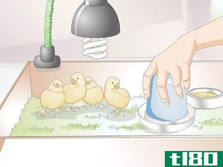 Image titled Look After Baby Chicks Step 8