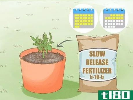 Image titled Make Marigolds Flower Step 5