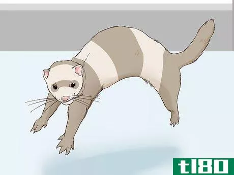 Image titled Let Your Ferret Out of Its Cage Step 9