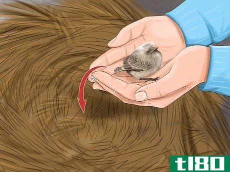 Image titled Make Baby Bird Rescue Food Step 8