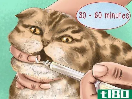 Image titled Make Vet Visits Less Stressful for Your Cat Step 7