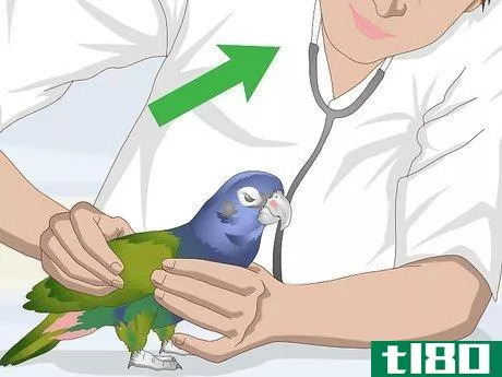 Image titled Bond with a Pionus Parrot Step 14