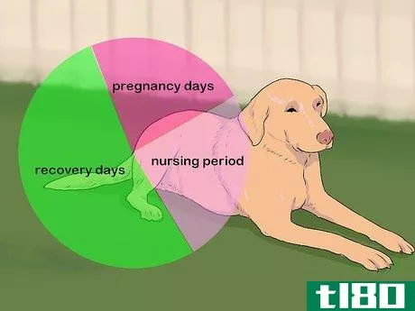 Image titled Breed Labradors Step 16