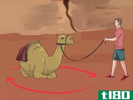 Image titled Regain Control of a Spooked Camel Step 14