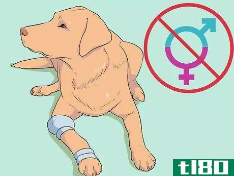 Image titled Breed Labradors Step 1