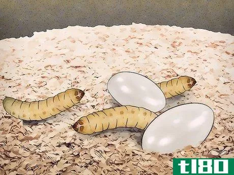 Image titled Breed Waxworms Step 18