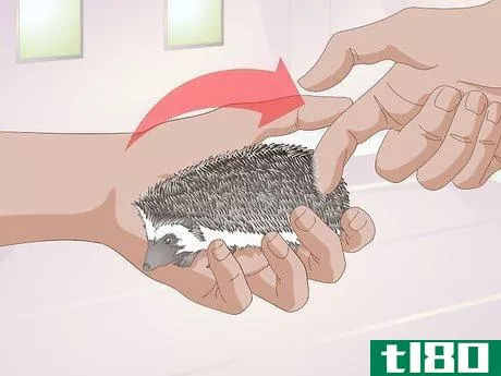 Image titled Bond With Your Hedgehog Step 4