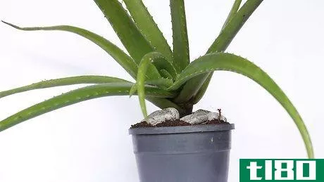Image titled Plant Aloe Vera Step 11