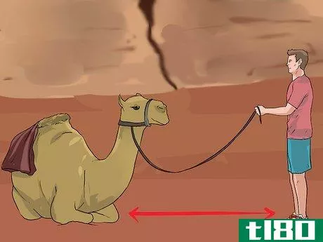 Image titled Regain Control of a Spooked Camel Step 11