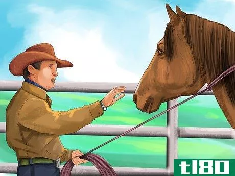 Image titled Bond With Your Horse Using Natural Horsemanship Step 12