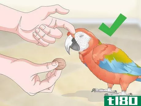 Image titled Bond with a Macaw Step 13