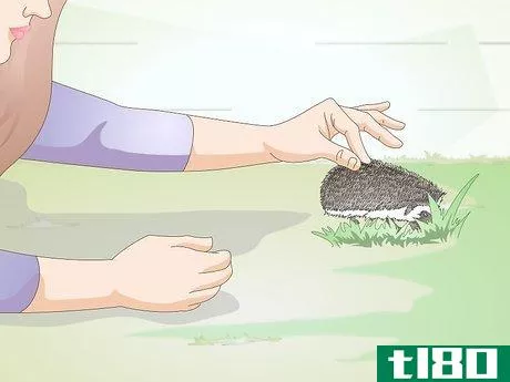 Image titled Bond With Your Hedgehog Step 13