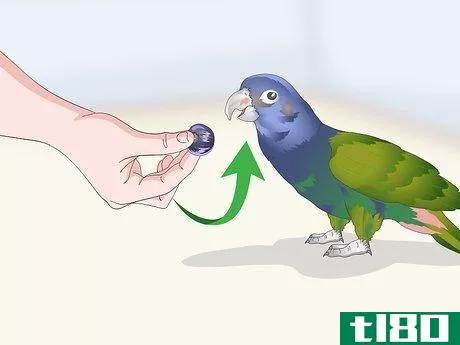 Image titled Bond with a Pionus Parrot Step 10