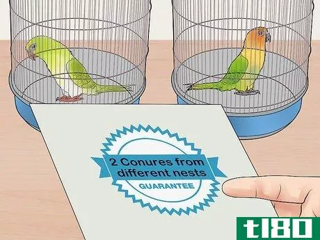 Image titled Bond a Pair of Conures Step 4