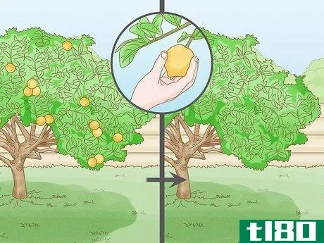 Image titled Prune a Lemon Tree Step 2