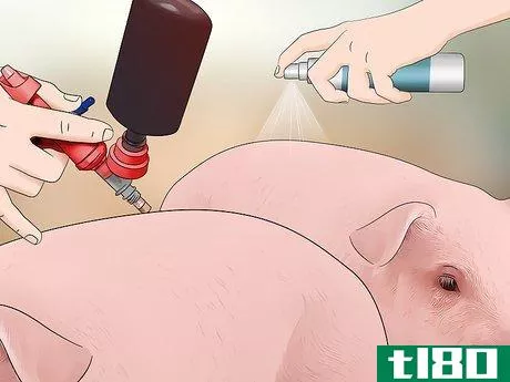 Image titled Prevent Lice and Mites Infesting Your Pigs Step 4