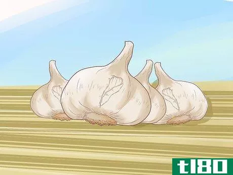 Image titled Plant Garlic Step 13