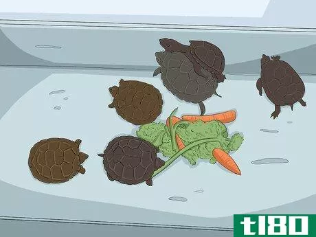 Image titled Breed Turtles Step 16
