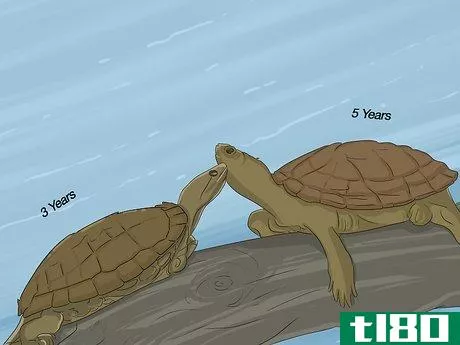 Image titled Breed Turtles Step 2