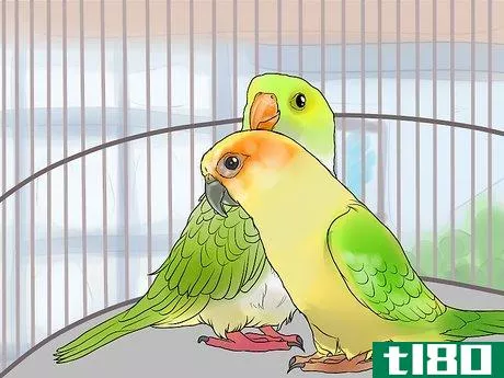 Image titled Bond a Pair of Conures Step 1