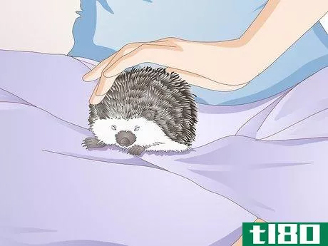 Image titled Bond With Your Hedgehog Step 12
