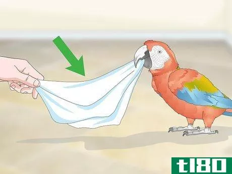 Image titled Bond with a Macaw Step 11