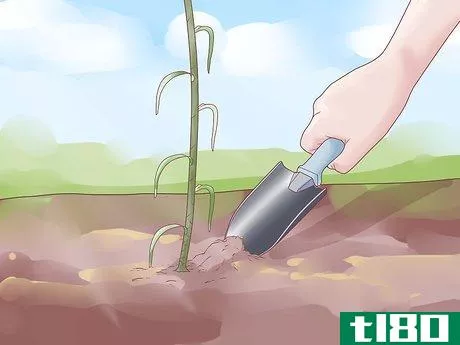 Image titled Plant Garlic Step 10