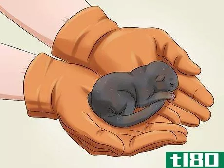 Image titled Raise a Baby Squirrel Step 2