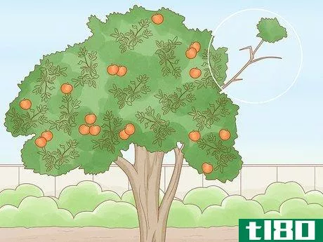 Image titled Prune a Satsuma Tree Step 3