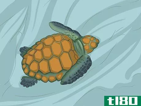 Image titled Breed Turtles Step 15